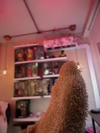 Zoe_Bae yayın görüntüsü